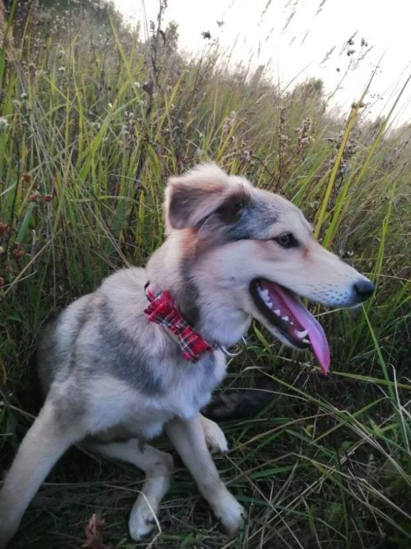 Christmas Pet Collar - Image 5