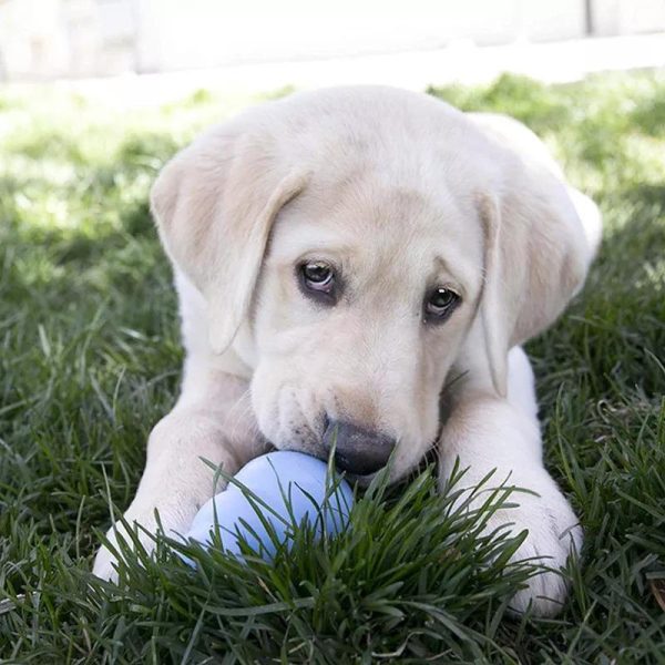 Dog Chew Toy - Image 4