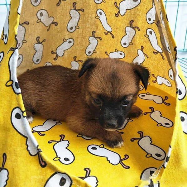 Detachable Pet Hammock - Image 3