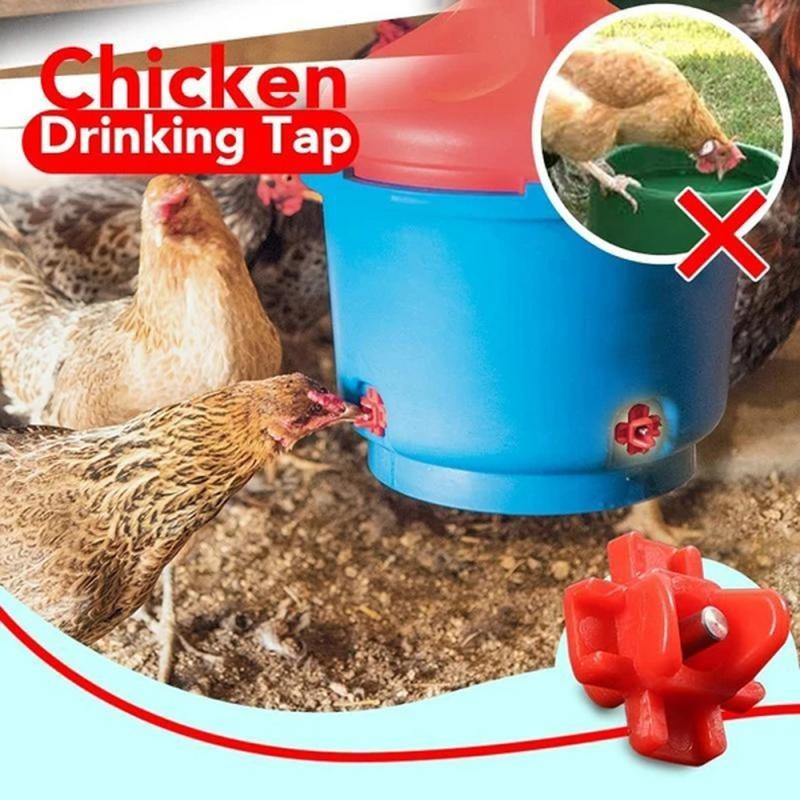 Chicken Drinking Tap