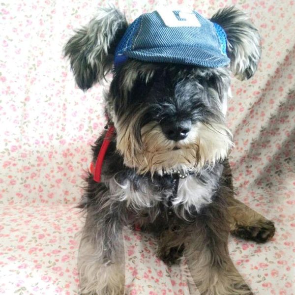 Summer Dog Baseball Cap - Image 2
