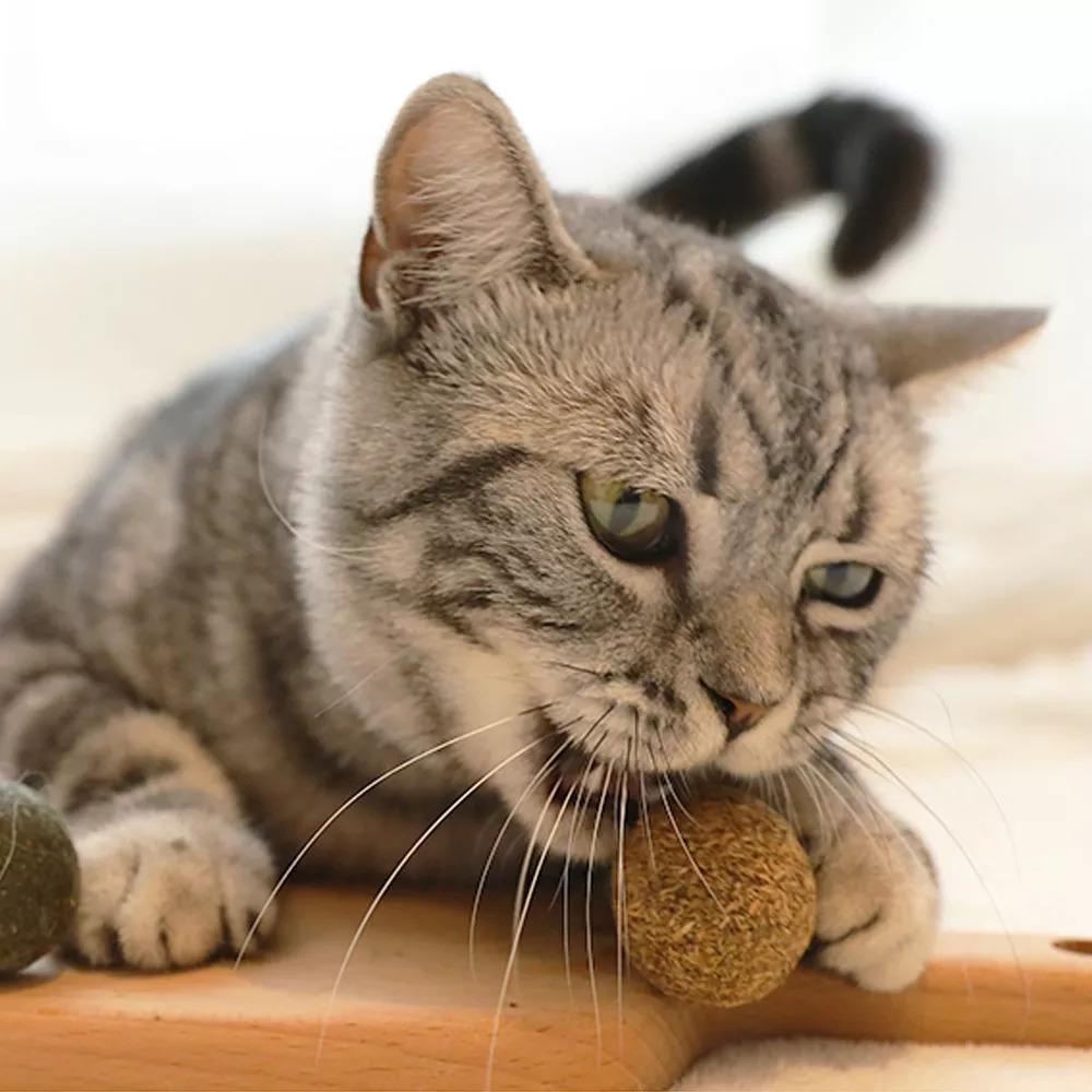 Cat Catnip Lollipop