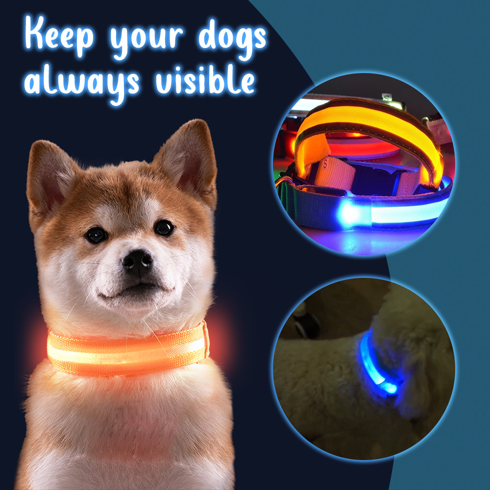 safety dog led collar