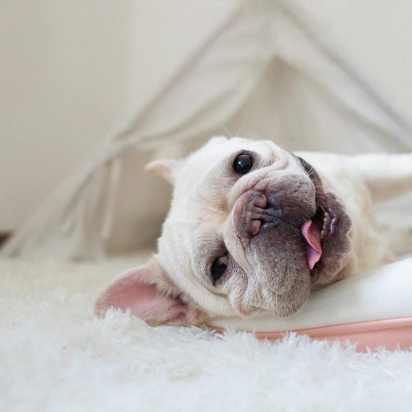 Luxury Fluffy Dog Blanket - Image 9