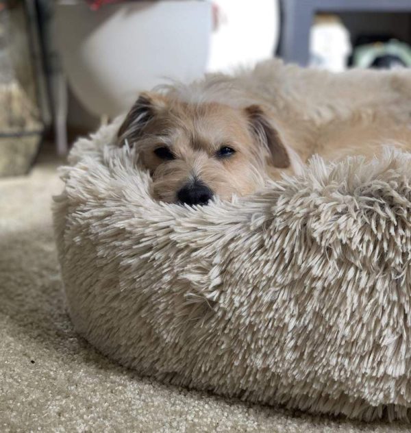 Anti-Anxiety Pet Bed - Image 2