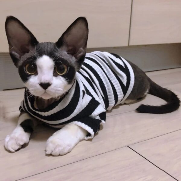 cat 4