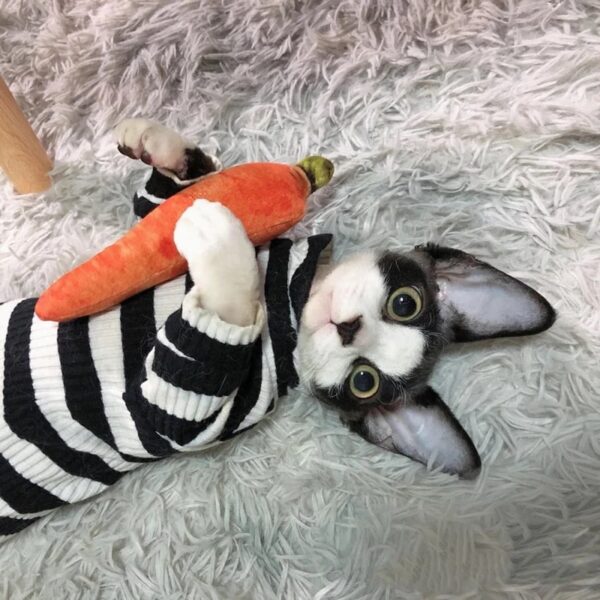 cat3