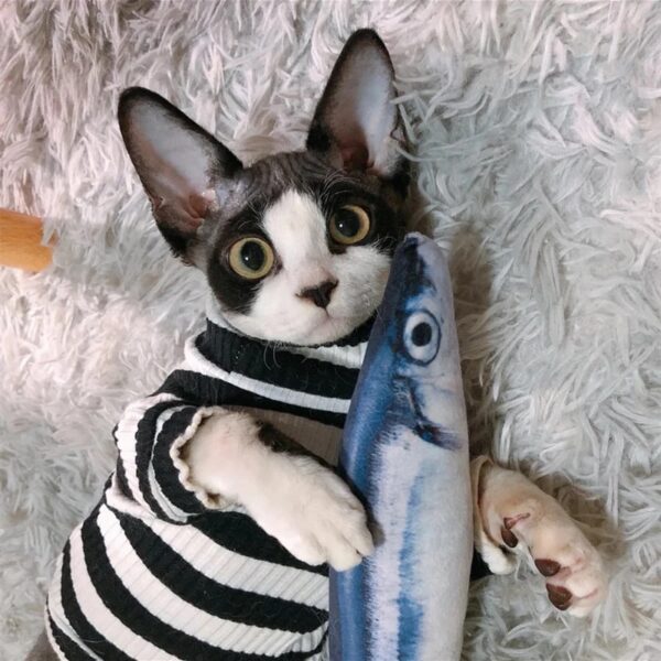 cat5