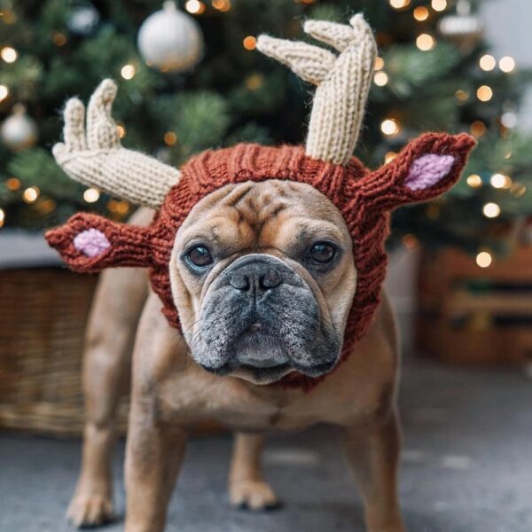 christmas reindeer dog hat 1