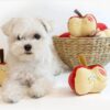 apple shape hidden food squeaky dog toy 1