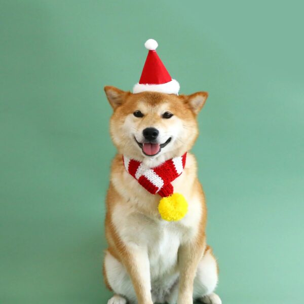 christmas fun doggie play set 2