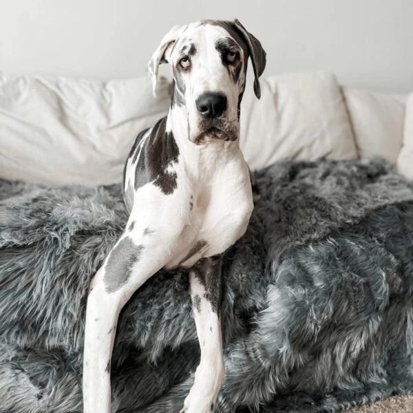 pupprotector™ waterproof throw blanket charcoal grey 20