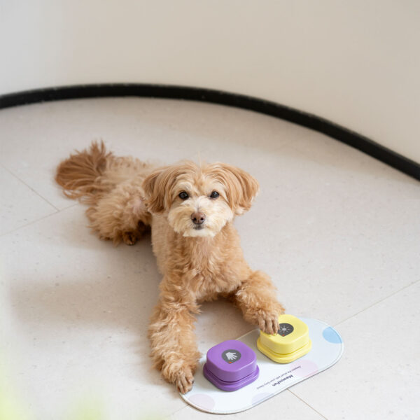 recordable training dog talking button 7
