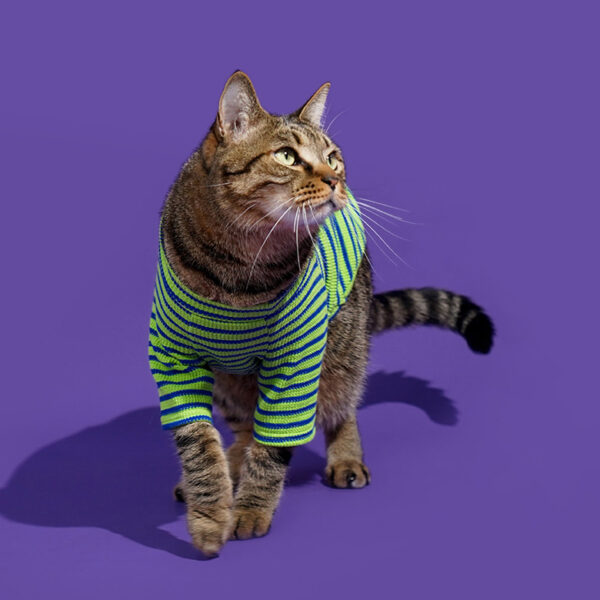 striped shirt for cats 6