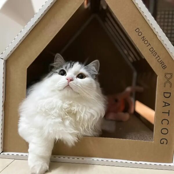 cardboard cat house with scratching board 4