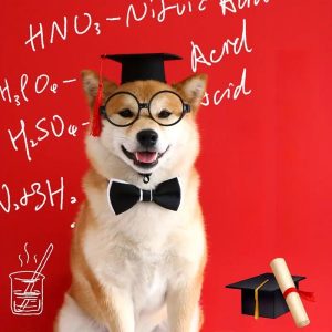 graduation party pet costume set 11