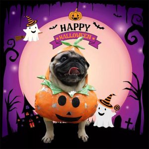 halloween pumpkin dog costume 11