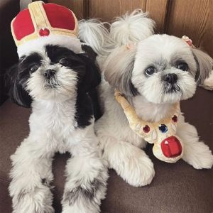 jewel crown necklace shape squeaker teeth cleaning plush dog toy 11 jewel crown necklace shape squeaker teeth cleaning plush dog toy 11