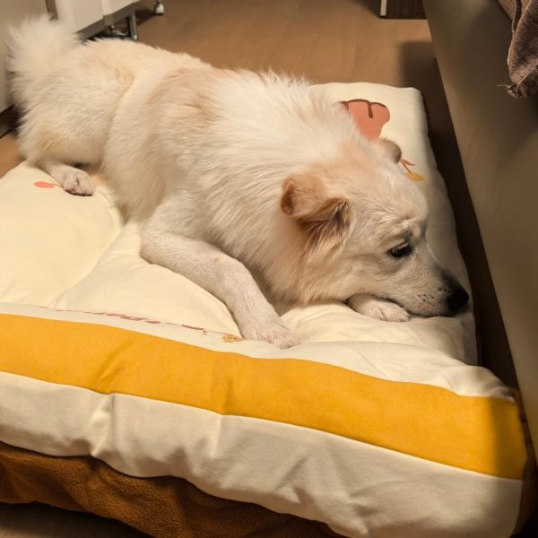 pet paradise dog bed 20