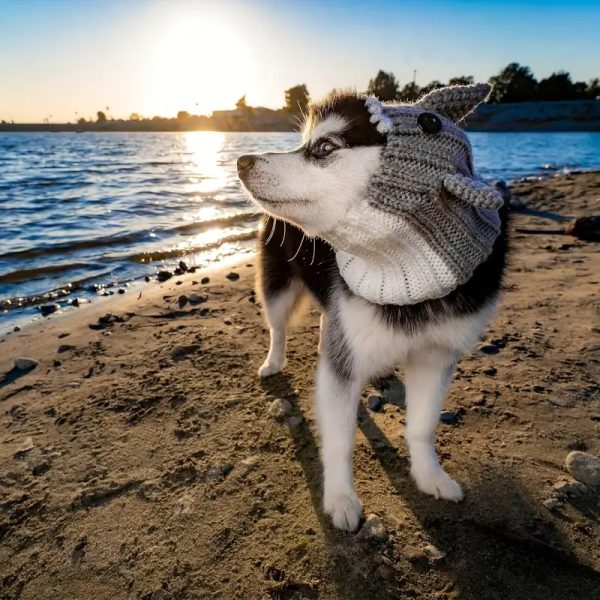 halloween pet shark hat 12