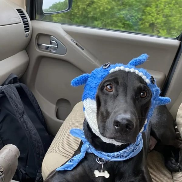 halloween pet shark hat 29