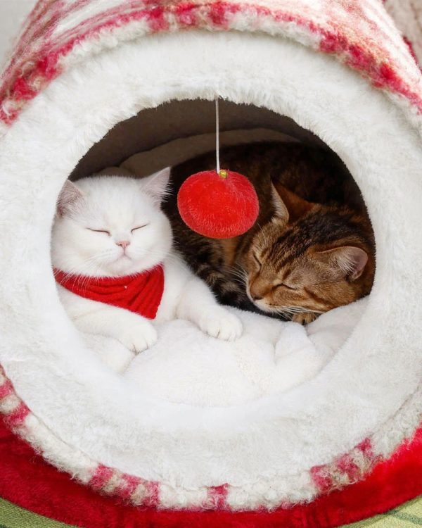 christmas cozy enclosed cat bed 15