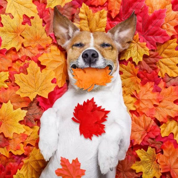 maple leaves stuffed squeaky dog toy set 12